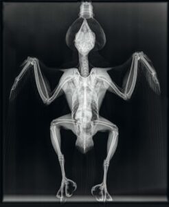 x ray image of bird
