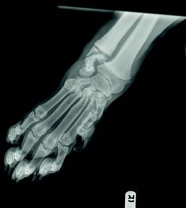 x ray image of animal's paw