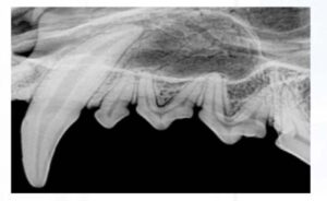 x ray of animal's tooth