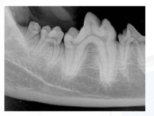 x ray of animal's teeth