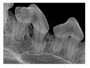 x ray of animal's teeth