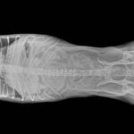 X ray image of animal
