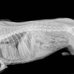 X ray image of dog's stomach