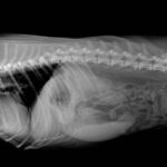 x ray image of animal