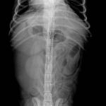 X ray image of animal's spine