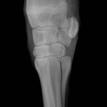 x ray of animal's leg