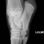 x ray image of animals leg