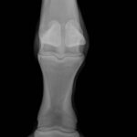 X ray of animals bone