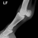 Left x ray of animal's bone