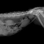 x ray of animals hip