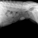 x ray of animal