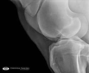 bone x ray of animal