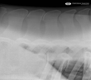 close up bone x ray of animal