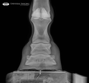 x ray of animal's bone